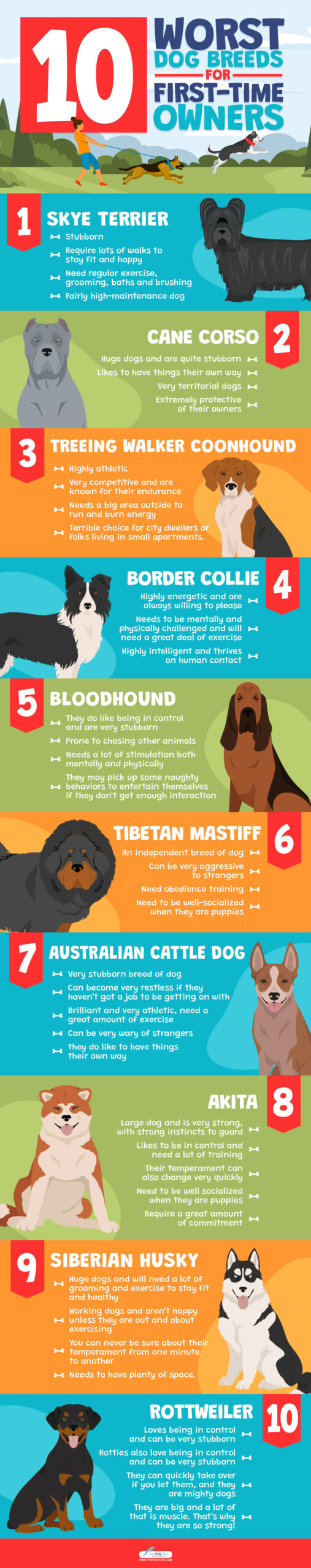 10 Worst Dog Breeds for First Time Owners - Infographics