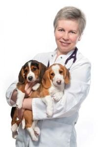 Ask for tips on best puppy food from your veterinarian