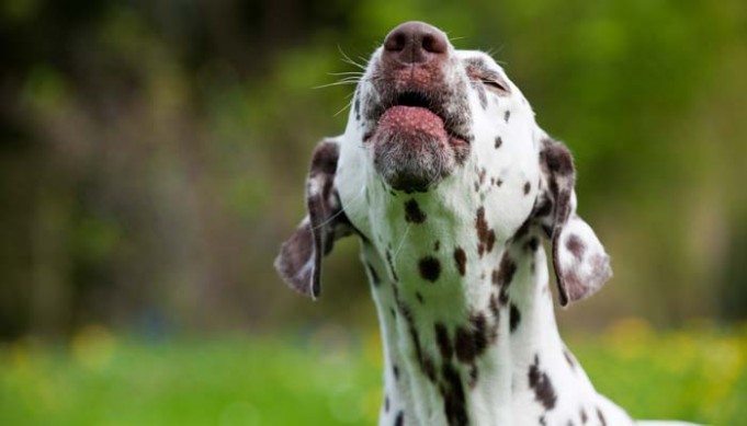 Dog Barking Tips - How To Quiet Down Your Dog