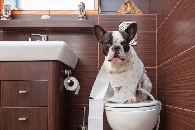 Essential Tips on Toilet Training for Dogs