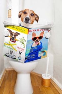 How to toilet train dogs