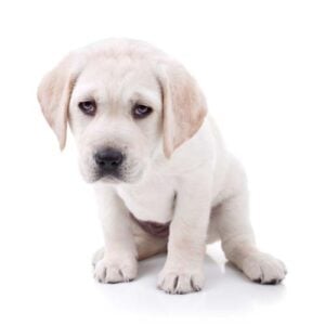 Monitor your puppy health based on diet