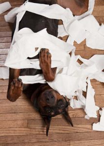 Puppy toilet training time