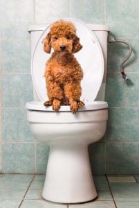 Tools for toilet training a puppy