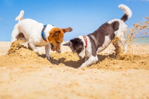 socializing dogs to prevent barking