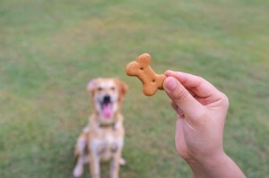 stop dog barking with doggy treats