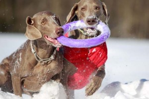 using dog toys to quiet down dogs