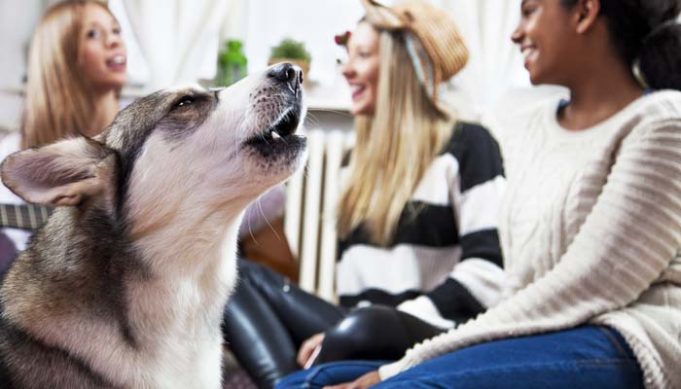 How to Stop Dog Barking with Command Training