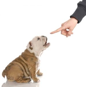 Tools to Stop Dog Barking