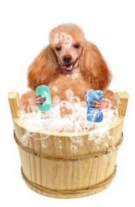 Benefits of homemade dog shampoo for fleas