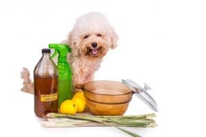 Homemade Dog Shampoo Takeaway