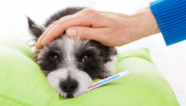 How to Take Dog Temperature Without Thermometer