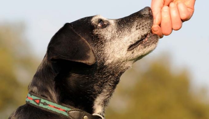 Reasons FOR Adopting Older Preloved Dogs