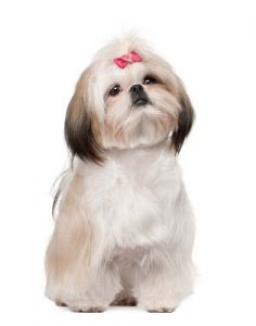 Shih Tzu