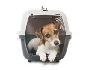 Adult dog crate training