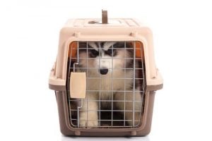 Correct size of a dog crate or a dog house