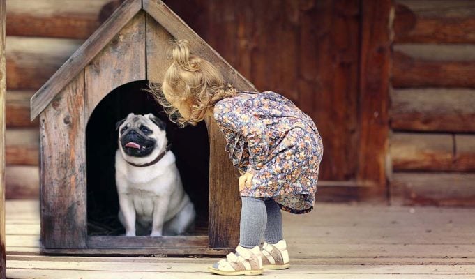 How to Stop Dog From Pooping in House