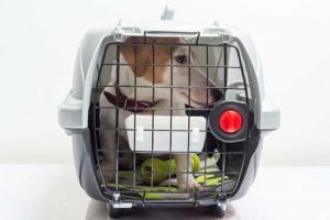 How to crate train a dog