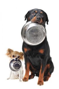 Monitoring your dog diet dog food and water consumption