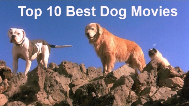 Top 10 Best Dog Movies featured image