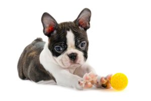 Boston Terrier