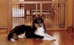 Indoor Dog Gates and Fences for The House: A Buyer’s Guide