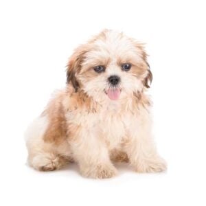 Shih Tzus as best hypoallergenic dogs