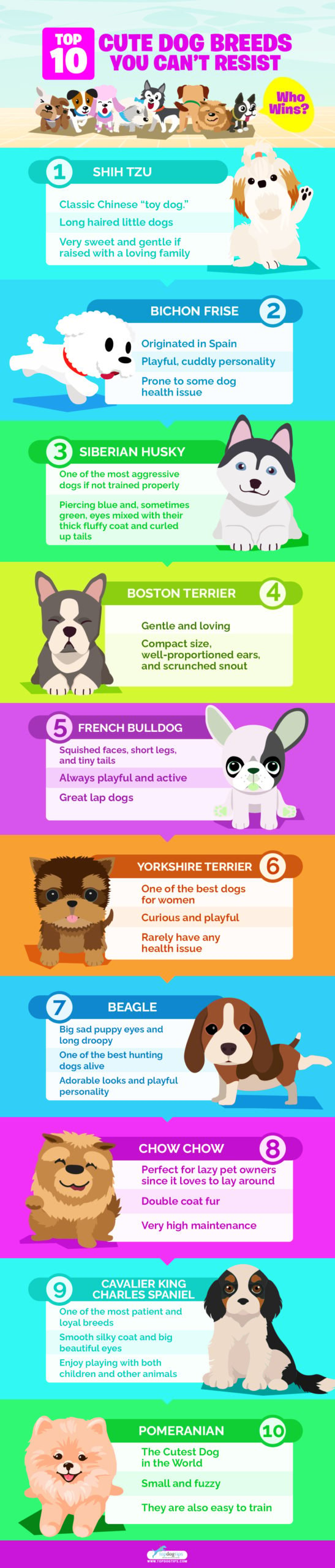 Top 10 Cute Dog Breeds