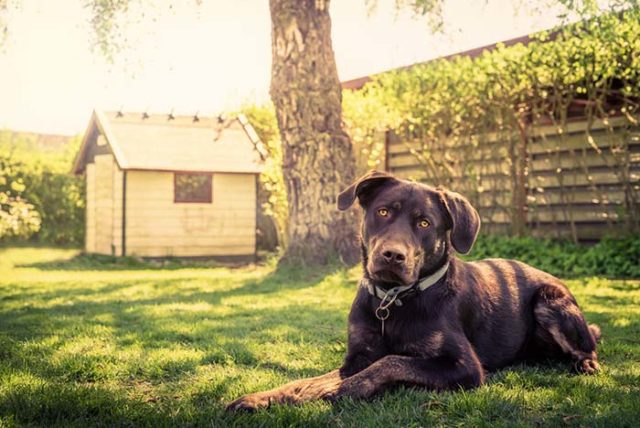 Top Best Dog Houses for Outdoors and Indoors