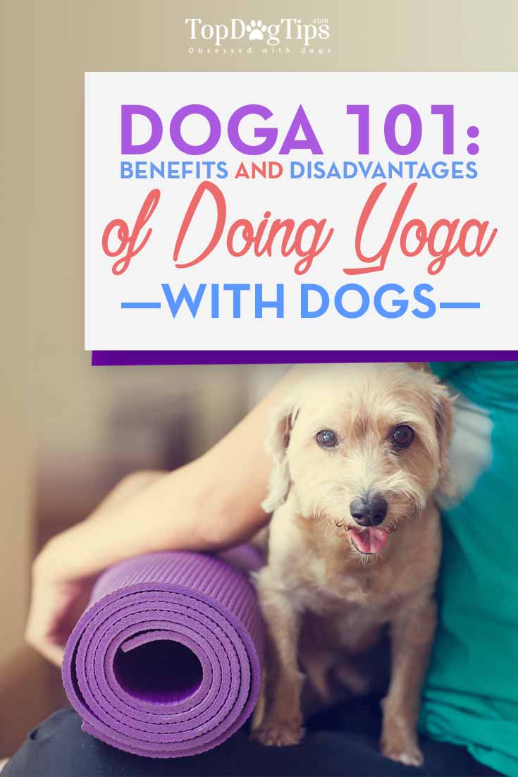 Doga 101 - Benefits and Necessary Precautions for Doing Dog Yoga