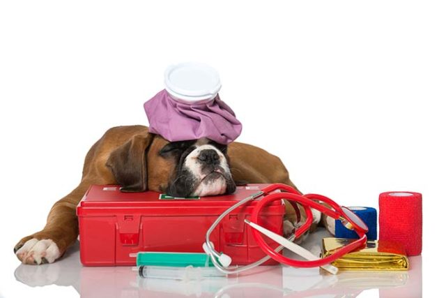 Essential Items to Have in Your First Aid Kit for Dogs