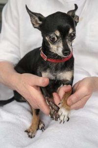 How to use a dog nail clipper