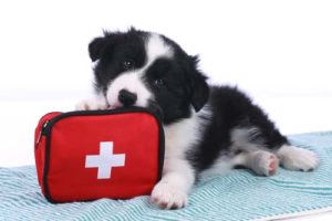 What dog owners need to know about first aid for dogs