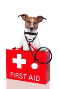 Why have a first aid kit for dogs