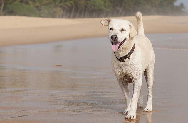 11 Vital Tips on How to Take Care of a Dog and Dogs