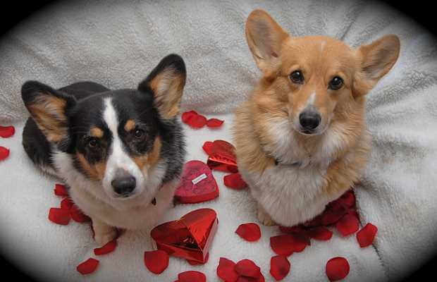 Americans Spending $700+ Million on Pets for Valentine's, New Study Says