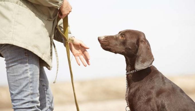 Best Obedience School for Dogs in the US