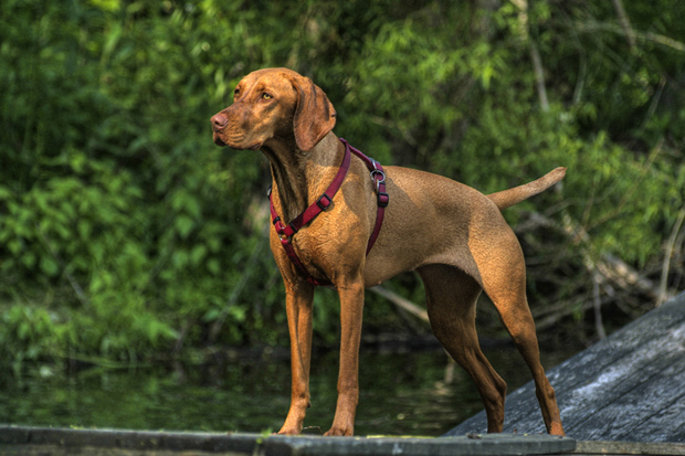 Best Small Dogs for Kids Vizsla