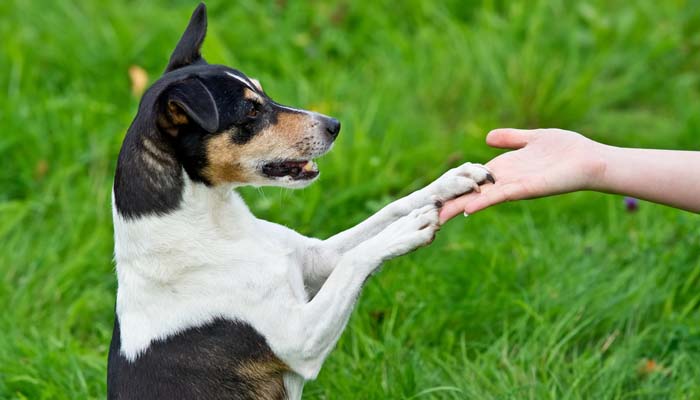 Checklist for Choosing Best Obedience School for Dogs