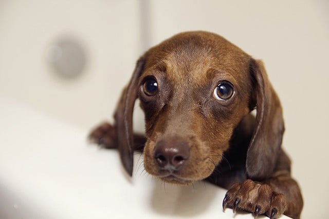 Dog Bathing Tips - How to Give a Dog a Bath