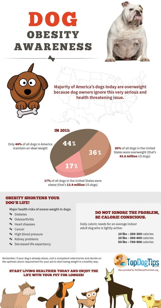 Dog Obesity Awareness