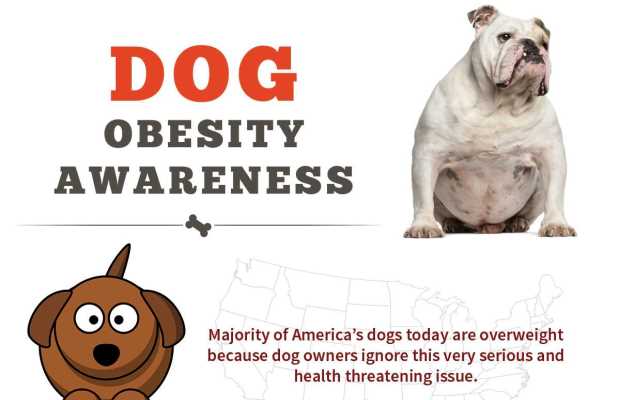 Dog Obesity Awareness Infographic