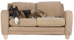 Brown couch with large dog on it 