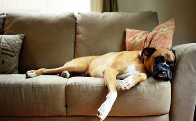 How to Keep Dogs Off Furniture for FREE featured image