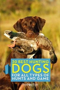 Top Best Hunting Dogs for All Types of Game