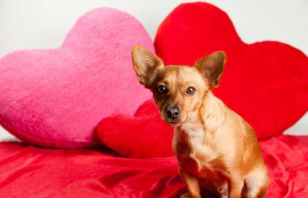 Ways to Show Your Dogs You Love Them on Valentine's Day