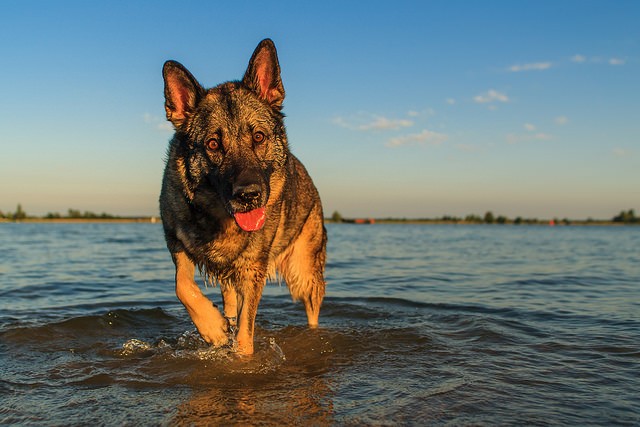 10 Useful German Shepherd Training Tips