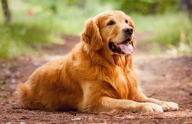 3000th Golden Retriever Enrolled in First-of-its-Kind Study