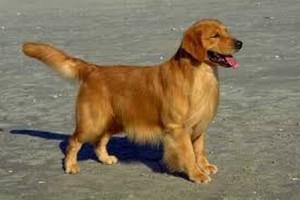 3000th Golden Retriever Enrolled in First-of-its-Kind Study