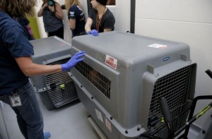 57 Dogs Rescued From a Meat Market in Korea